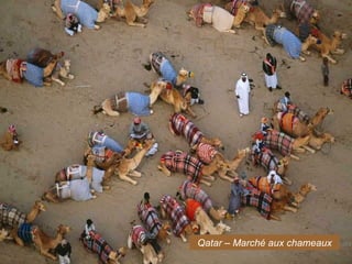 Qatar – Marché aux chameaux
 