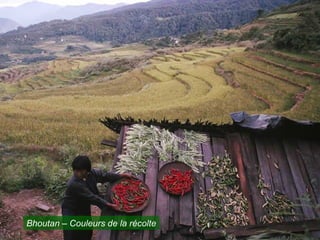 Bhoutan – Couleurs de la récolte
 