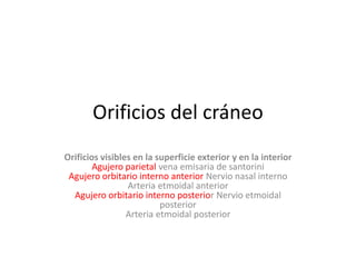 Orificios del cráneo
Orificios visibles en la superficie exterior y en la interior
Agujero parietal vena emisaria de santorini
Agujero orbitario interno anterior Nervio nasal interno
Arteria etmoidal anterior
Agujero orbitario interno posterior Nervio etmoidal
posterior
Arteria etmoidal posterior
 