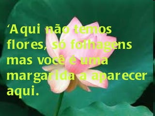 'Aqui não temos flores, só folhagens mas você é uma margarida a aparecer aqui. 