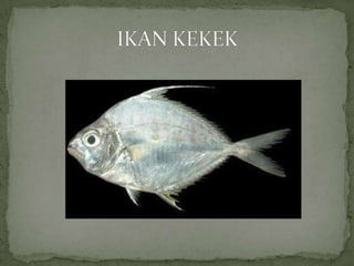 Origami ikan | PPT