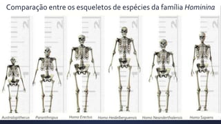 Comparação entre os esqueletos de espécies da família Hominina
Australopithecus Paranthropus Homo Erectus Homo Heidelberguensis Homo Neanderthalensis Homo Sapiens
 