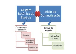 Origem 
Botânica da 
Espécie 
Início da 
Domesticação 
Como ssuurrggiiuu Cultivo da 
a espécie? 
Mutação 
Isolamento 
geográfico 
Hibridização 
espécie 
Migrações 
humanas 
Etnobotânica 
 