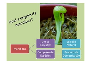 Mandioca 
Um só 
ancestral 
Seleção 
Natural 
Complexo de 
Espécies 
Produto da 
Domesticação 
