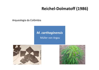 Reichel-Dolmatoff (1986) 
Arqueologia da Colômbia 
M. carthaginensis 
Müller von Argau 
 