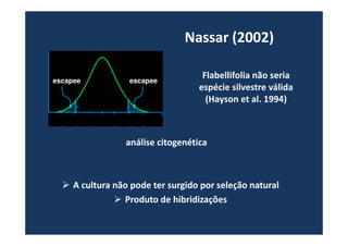 Nassar (2002) 
Flabellifolia não seria 
espécie silvestre válida 
(Hayson et al. 1994) 
escapee escapee 
análise citogenética 
 A cultura não pode ter surgido por seleção natural 
 Produto de hibridizações 
 
