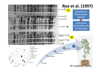 Roa et al. (1997) 
Marcadores 
Moleculares 
(AFLPs) 
Estimativa 
quantitativa de 
similaridade 
c 
v 
c 
v 
21 
c 
v 
c 
v 
c 
v 
c 
v 
c 
v 
c 
v 
c 
v 
c 
v 
c 
c v 
v 
M. 
aesculifolia 
M. brachyloba 
M. 
carthaginensis 
M. tristis 
Subsp 
flabellifolia e 
peruviana 
52 
M. esculenta Crantz 
 