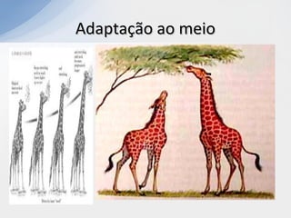 Adaptação ao meioAdaptação ao meio
 