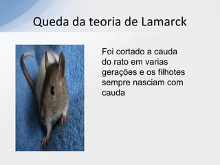 Queda da teoria de Lamarck
Foi cortado a cauda
do rato em varias
gerações e os filhotes
sempre nasciam com
cauda
 