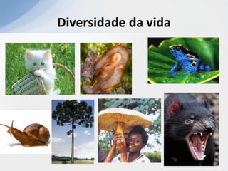 Diversidade da vida
 