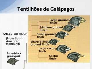 Tentilhões de Galápagos
 