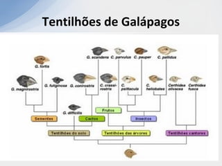 Tentilhões de Galápagos
 