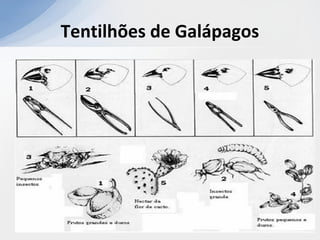 Tentilhões de Galápagos
 