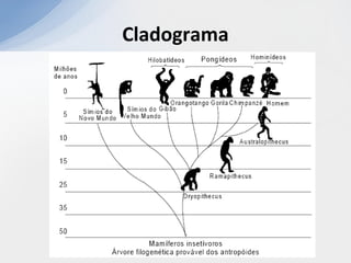 Cladograma
 