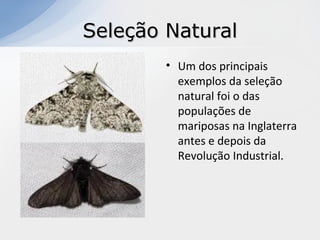 Seleção NaturalSeleção Natural
• Um dos principais
exemplos da seleção
natural foi o das
populações de
mariposas na Inglaterra
antes e depois da
Revolução Industrial.
 