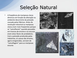 Seleção NaturalSeleção Natural
• A freqüência de mariposas claras
diminuiu em função da alteração no
ambiente decorrente da poluição
causada pelas fábricas. Antes da
revolução industrial as mariposas
claras eram mais freqüentes porque
se “camuflavam” quando pousadas
em troncos de árvores e as escuras
eram alvos fáceis de predadores.
Com a poluição produzida pelas
indústrias, os cascos das árvores,
agora enegrecidos, serviam de
“camuflagem” para as mariposas
escuras
 