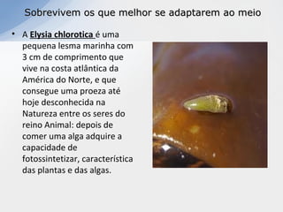 Sobrevivem os que melhor se adaptarem ao meioSobrevivem os que melhor se adaptarem ao meio
• A Elysia chlorotica é uma
pequena lesma marinha com
3 cm de comprimento que
vive na costa atlântica da
América do Norte, e que
consegue uma proeza até
hoje desconhecida na
Natureza entre os seres do
reino Animal: depois de
comer uma alga adquire a
capacidade de
fotossintetizar, característica
das plantas e das algas.
 