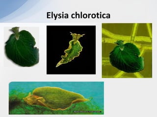 Elysia chlorotica
 
