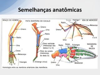 Semelhanças anatômicas
 