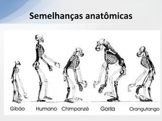 Semelhanças anatômicas
 