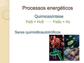 Processos energéticos
            Quimiossíntese
      FeS + H2S        FeS2 + H2

Seres quimiolitoautotróficos
 