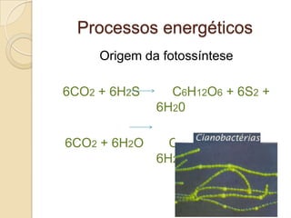 Processos energéticos
     Origem da fotossíntese

6CO2 + 6H2S     C6H12O6 + 6S2 +
              6H20

6CO2 + 6H2O     C6H12O6 + 6O2 +
              6H20
 