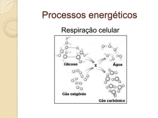 Processos energéticos
    Respiração celular
 