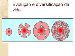 Evolução e diversificação da
vida
 