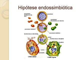 Hipótese endossimbiótica
 