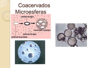 Coacervados
Microesferas
 