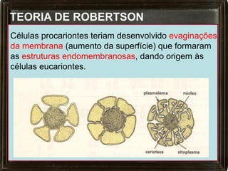TEORIA DE ROBERTSON
Células procariontes teriam desenvolvido evaginações
da membrana (aumento da superfície) que formaram
as estruturas endomembranosas, dando origem às
células eucariontes.
 