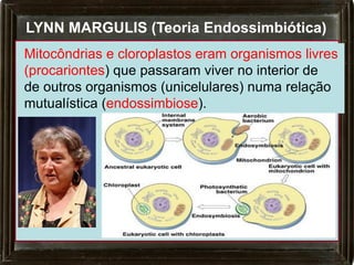 LYNN MARGULIS (Teoria Endossimbiótica)
Mitocôndrias e cloroplastos eram organismos livres
(procariontes) que passaram viver no interior de
de outros organismos (unicelulares) numa relação
mutualística (endossimbiose).
 