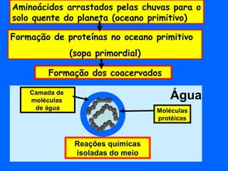 Aminoácidos arrastados pelas chuvas para o
solo quente do planeta (oceano primitivo)

Formação de proteínas no oceano primitivo
                (sopa primordial)

        Formação dos coacervados

    Camada de
    moléculas                          Água
     de água                        Moléculas
                                    protéicas



                 Reações químicas
                 isoladas do meio
 