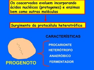 Os coacervados evoluem incorporando
 ácidos nucléicos (protogenes) e enzimas
 bem como outras moléculas


 Surgimento da protocélula heterotrófica


                    CARACTERÍSTICAS

                      PROCARIONTE
                      HETERÓTROFO
                      ANAERÓBICO
                      FERMENTADOR
PROGENOTO
 