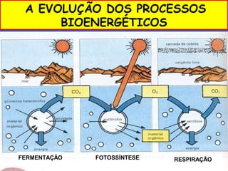 A EVOLUÇÃO DOS PROCESSOS
      BIOENERGÉTICOS




FERMENTAÇÂO   FOTOSSÍNTESE   RESPIRAÇÃO
 