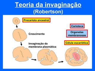 Teoria da invaginação
         (Robertson)
  Procarioto ancestral

                               Carioteca

                              Organelas
     Crescimento
                             membranosas


     Invaginação da        Célula eucariótica
     membrana plasmática
 