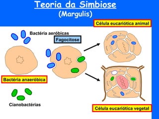 Teoria da Simbiose
                       (Margulis)
                                    Célula eucariótica animal

           Bactéria aeróbicas
                       Fagocitose




Bactéria anaeróbica




  Cianobactérias
                                    Célula eucariótica vegetal
 