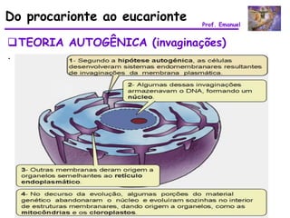 Do procarionte ao eucarionte   Prof. Emanuel


TEORIA AUTOGÊNICA (invaginações)
.
 