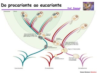 Do procarionte ao eucarionte
                               Prof. Emanuel
 