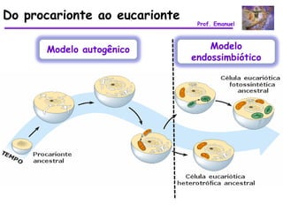 Do procarionte ao eucarionte
                                Prof. Emanuel



      Modelo autogênico            Modelo
                               endossimbiótico
 