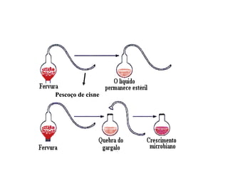 PasteurPasteur Foi quem derrubou definitivamente a idéia da abiogênese, com aFoi quem derrubou definitivamente a idéia da abiogênese, com a
utilização de umautilização de uma vidraria chamadavidraria chamada pescoço de cisnepescoço de cisne.. PasteurPasteur colocou umcolocou um
caldo nutritivo em um balão de vidro, de pescoço comprido. Em seguida,caldo nutritivo em um balão de vidro, de pescoço comprido. Em seguida,
aqueceu e esticou o pescoço do balão, curvando sua extremidade, de modoaqueceu e esticou o pescoço do balão, curvando sua extremidade, de modo
que ficasse voltada para cima. Ferveu o caldo existente no balão, o suficienteque ficasse voltada para cima. Ferveu o caldo existente no balão, o suficiente
para matar todos os possíveis microrganismos que poderiam existir nele.para matar todos os possíveis microrganismos que poderiam existir nele.
Cessado o aquecimento, vapores da água proveniente do caldo condensaram-Cessado o aquecimento, vapores da água proveniente do caldo condensaram-
se no pescoço do balão e se depositaram, sob forma líquida, na sua curvaturase no pescoço do balão e se depositaram, sob forma líquida, na sua curvatura
inferior.inferior. Como os frascos ficavam abertos, não se podia falar daComo os frascos ficavam abertos, não se podia falar da
impossibilidade da entrada do "princípio ativo" do arimpossibilidade da entrada do "princípio ativo" do ar. Com a curvatura do. Com a curvatura do
gargalo, os microrganismos do ar ficavam retidos na superfície internagargalo, os microrganismos do ar ficavam retidos na superfície interna
úmida e não alcançavam o caldo nutritivo. Quando Pasteur quebrou oúmida e não alcançavam o caldo nutritivo. Quando Pasteur quebrou o
pescoço do balão, permitindo o contato do caldo existente dentro dele com opescoço do balão, permitindo o contato do caldo existente dentro dele com o
ar, constatou que o caldo contaminou-se com os microrganismosar, constatou que o caldo contaminou-se com os microrganismos
provenientes do ar.provenientes do ar.
DEFENSORES DADEFENSORES DA
BIOGÊNESEBIOGÊNESE
Louis PasteurLouis Pasteur
Pescoço de cisnePescoço de cisne
 
