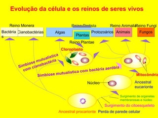 Evolução da célula e os reinos de seres vivos
Reino Protista
Ancestral procarionte
CianobactériasBactéria
s
Reino Monera
Perda de parede celular
Surgimento do citoesqueleto
Surgimento de organelas
membranosas e núcleo
Simbiose mutualística com bactéria aeróbia
Mitocôndria
Algas
Plantas
Reino Plantae
Protozoários Animais
Reino Animalia
Fungos
Reino Fungi
Simbiose mutualística
com cianobactéria
Cloroplasto
Ancestral
eucarionte
Núcleo
 