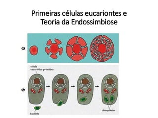 Primeiras células eucariontes e
Teoria da Endossimbiose
 