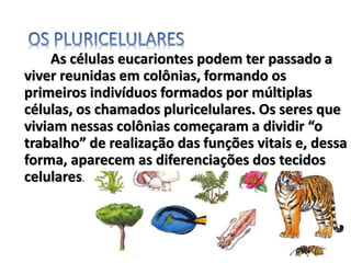As células eucariontes podem ter passado a
viver reunidas em colônias, formando os
primeiros indivíduos formados por múltiplas
células, os chamados pluricelulares. Os seres que
viviam nessas colônias começaram a dividir “o
trabalho” de realização das funções vitais e, dessa
forma, aparecem as diferenciações dos tecidos
celulares.
 