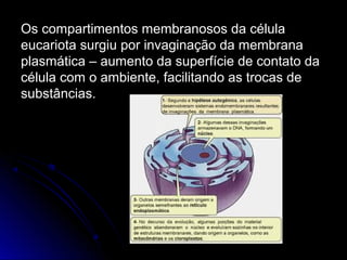 Os compartimentos membranosos da célulaOs compartimentos membranosos da célula
eucariota surgiu por invaginação da membranaeucariota surgiu por invaginação da membrana
plasmática – aumento da superfície de contato daplasmática – aumento da superfície de contato da
célula com o ambiente, facilitando as trocas decélula com o ambiente, facilitando as trocas de
substâncias.substâncias.
 