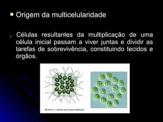  Origem da multicelularidadeOrigem da multicelularidade
.. Células resultantes da multiplicação de umaCélulas resultantes da multiplicação de uma
célula inicial passam a viver juntas e dividir ascélula inicial passam a viver juntas e dividir as
tarefas de sobrevivência, constituindo tecidos etarefas de sobrevivência, constituindo tecidos e
órgãos.órgãos.
 