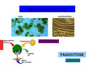 Autótrofos ou Heterótrofos
FAGOCITOSE
FOTOSSÍNTESE
cianobactériaalga
Heterótrofos
 