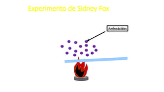 Aminoácidos
Experimento de Sidney Fox
 