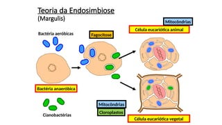 Teoria da Endosimbiose
(Margulis)
Bactéria anaeróbica
Célula eucariótica animal
Bactéria aeróbicas
Cianobactérias
Célula eucariótica vegetal
Fagocitose
Mitocôndrias
Mitocôndrias
Cloroplastos
 