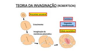TEORIA DA INVAGINAÇÃO (ROBERTSON)
Procarioto ancestral
Crescimento
Invaginação da
membrana plasmática
Célula eucariótica
Organelas
membranosas
Carioteca
 